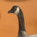 Griffin Ranches: Goose - thumbnail image